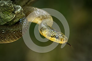 Aesculapian Snake - Zamenis longissimus, previously Elaphe longissima, nonvenomous olive green and yellow snake native to Europe,