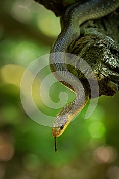 Aesculapian Snake - Zamenis longissimus, previously Elaphe longissima, nonvenomous olive green and yellow snake native to Europe,