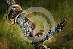 Aesculapian Snake - Zamenis longissimus, previously Elaphe longissima, nonvenomous olive green and yellow snake native to Europe,