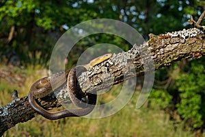 Aesculapian Snake - Zamenis longissimus, previously Elaphe longissima, nonvenomous olive green and yellow snake native to Europe,