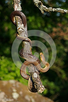 Aesculapian Snake - Zamenis longissimus, previously Elaphe longissima, nonvenomous olive green and yellow snake native to Europe,