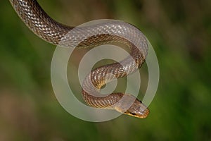 Aesculapian Snake - Zamenis longissimus, previously Elaphe longissima, nonvenomous olive green and yellow snake native to Europe,