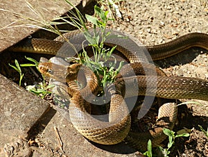 Aesculapian snakes mating