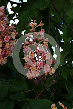 Aesculus carnea in the park of El Retiro photo