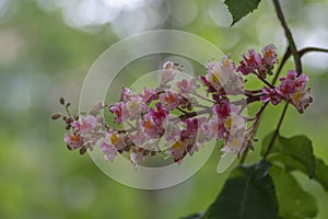 Aesculus carnea pavia red horse-chestnut flowers in bloom, bright pink flowering ornamental tree