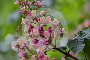 Aesculus carnea pavia red horse-chestnut flowers in bloom, bright pink flowering ornamental tree