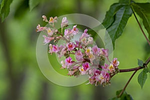 Aesculus carnea pavia red horse-chestnut flowers in bloom, bright pink flowering ornamental tree photo