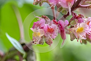 Aesculus carnea pavia red horse-chestnut flowers in bloom, bright pink flowering ornamental tree photo