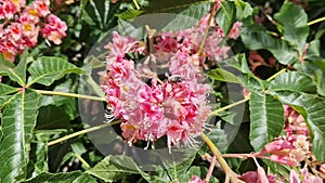 Aesculus carnea. Red horse chestnut