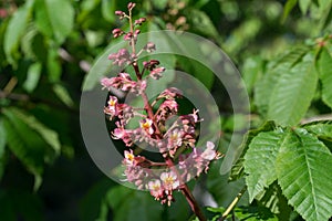 Aesculus carnea, red horse chestnut flowers closeup selective focus photo