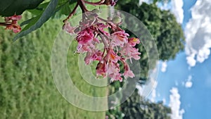Aesculus carnea. Red horse chestnut. Tree blooming in spring in the park