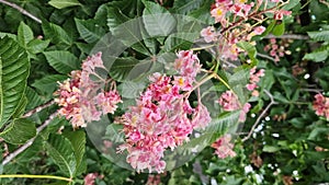 Aesculus carnea. Red horse chestnut. Tree blooming in spring in the park