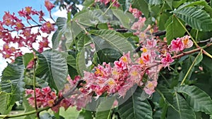 Aesculus carnea. Red horse chestnut. Tree blooming in spring in the park