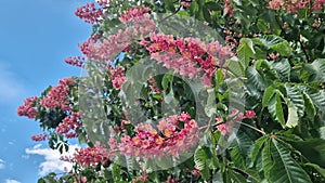 Aesculus carnea. Red horse chestnut. Tree blooming in spring in the park