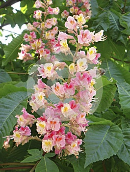 Aesculus x carnea tree in bloom