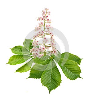 Aesculus flower isolated on white background