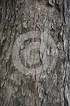 Aesculus hippocastanum bark close up