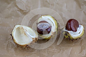 Aesculus hippocastanum, brown horse chestnuts, conker tree ripened fruits on crumpled baking paper