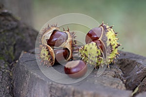 Aesculus hippocastanum, brown horse chestnuts, conker tree ripened fruits on wooden stump photo