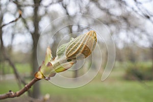 Aesculus hippocastanum close up