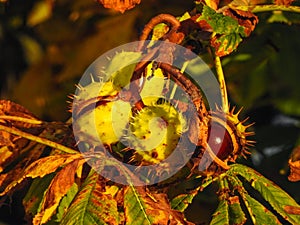 Aesculus hippocastanum conker tree fruit