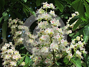 Aesculus hippocastanum flower detail, conker blossom in may, tree blooming in spring