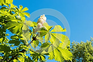 Aesculus hippocastanum, horse chestnut blossom