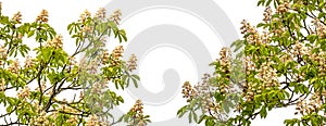 Aesculus hippocastanum, the horse chestnut flowering branches
