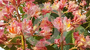 Aesculus Hippocastanum (Horse Chestnut) with Pink Blossoms in Spring.