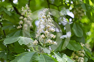 Aesculus hippocastanum, the horse chestnut is a species of flowering plant in the family Sapindaceae.