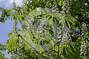 Aesculus hippocastanum horse chestnut tree in bloom, group of white flowering flowers on branches