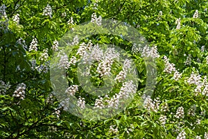 Aesculus hippocastanum horse chestnut tree in bloom, group of white flowering flowers on branches