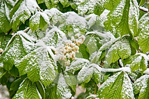 Aesculus hippocastanum in spring but covered with snow