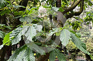 Aesculus indica Indian horse chestnut flowering twig
