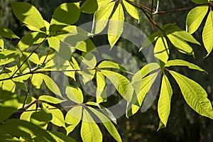 Aesculus parviflora