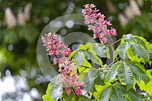 Aesculus pavia, known as red buckeye or firecracker plant, is a species of deciduous flowering plant of the genus Sapindaceae.