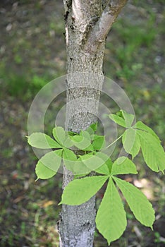 Aesculus turbinata / Japanese horse chestnut photo