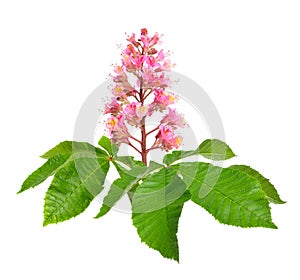 Aesculus x carnea, or red horse-chestnut. Isolated on white background photo