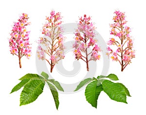 Aesculus x carnea, or red horse-chestnut. Isolated on white background photo