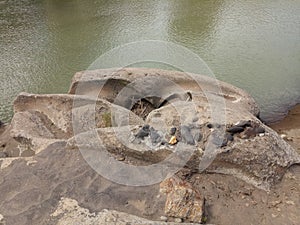 unique patterned river stone photo