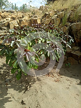 aesesa riverbank plants photo