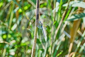 Aeshna affinis The Dragonflies of Europe