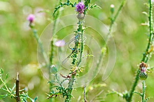 Aeshna affinis The Dragonflies of Europe copulating