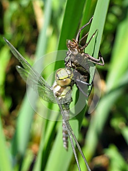 Aeshna cyanea