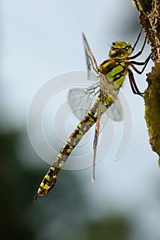 Aeshna cyanea