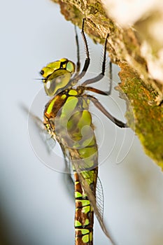 Aeshna cyanea