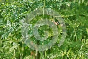Aeshna isoceles is a small hawker dragonfly, green-eyed hawker, Norfolk hawker flying on a background of green leaves photo