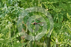 Aeshna isoceles is a small hawker dragonfly, green-eyed hawker, Norfolk hawker flying on a background of green leaves photo