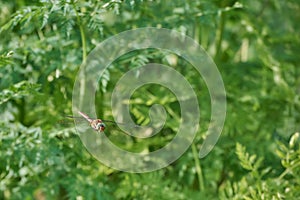 Aeshna isoceles is a small hawker dragonfly, green-eyed hawker, Norfolk hawker flying on a background of green leaves photo