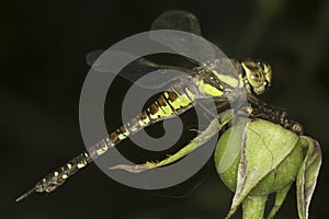 Aeshna mixta / migrant hawker Dragonfly photo